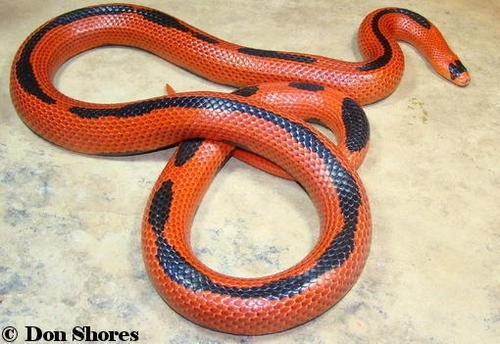 Photo:  Aberrant Honduran milk snake